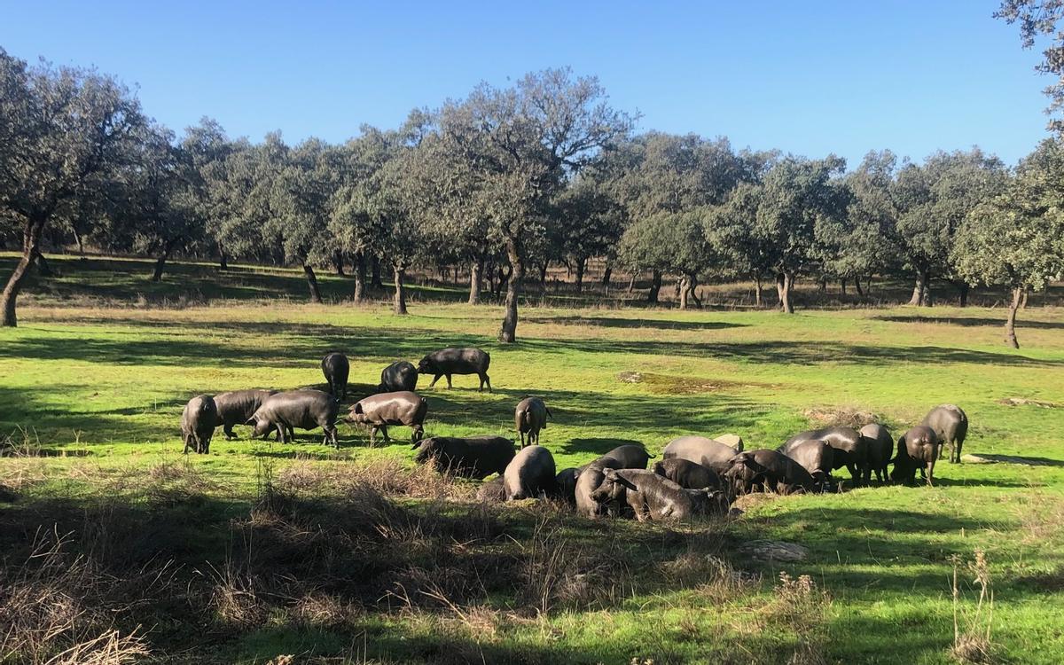 Cerdos se alimentan en una zona de dehesa en Villanueva de Córdoba.