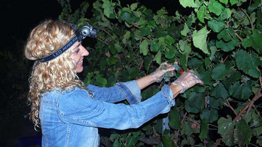 Vendimia de Garnacha bajo la luz de la luna