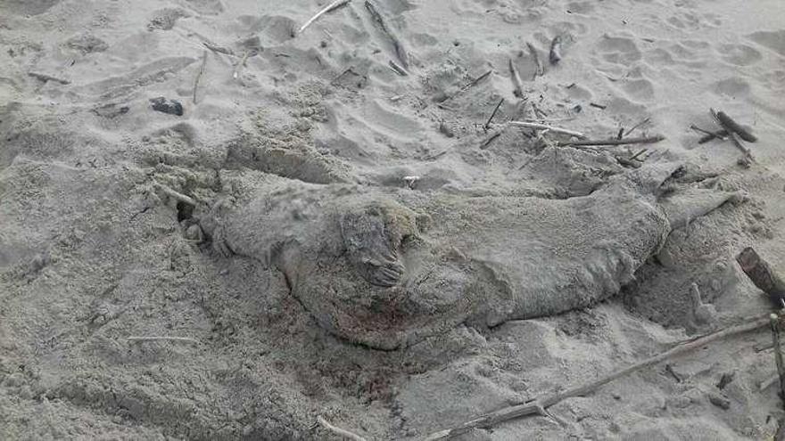 Los cadáveres de las focas halladas en Bayas y Xagó.