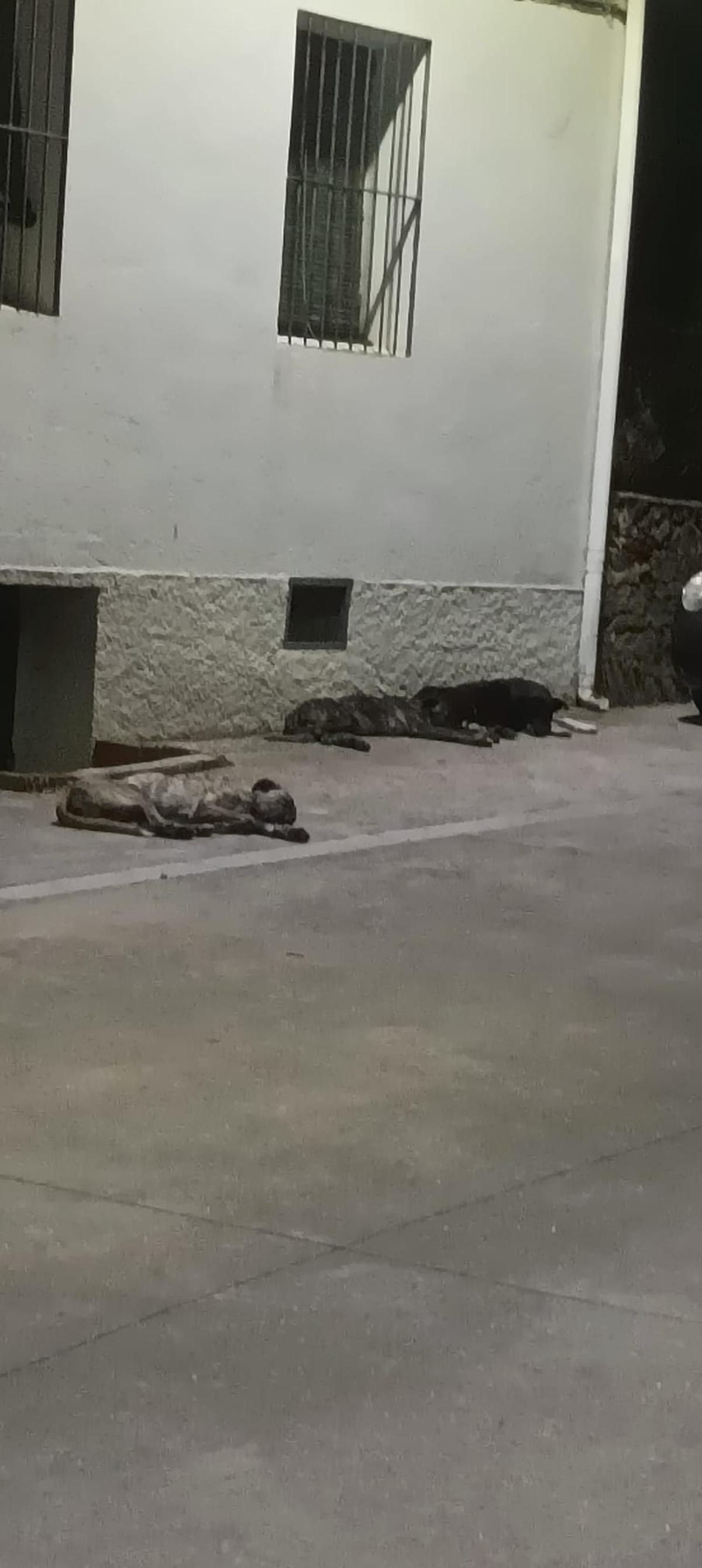 Mastines callejeros tumbados en las calles de Valverde de la Vera.