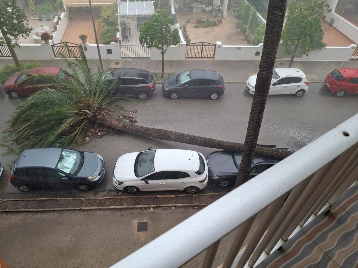 Caida d euna palmera en el Perellonet por el viento, este jueves.