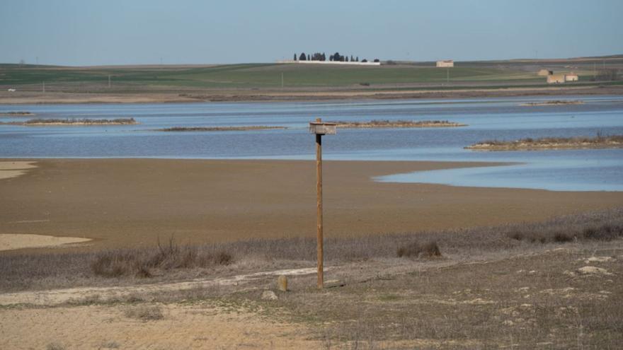 La sequía merma la presencia de aves en las Lagunas de Villafáfila