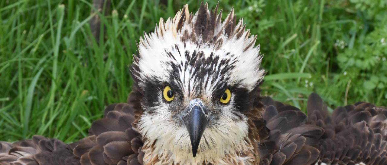 Un ejemplar de águila pescadora que necesitó cuidados de los profesionales del Centro de Recuperación de Fauna del Alto do Rodicio.