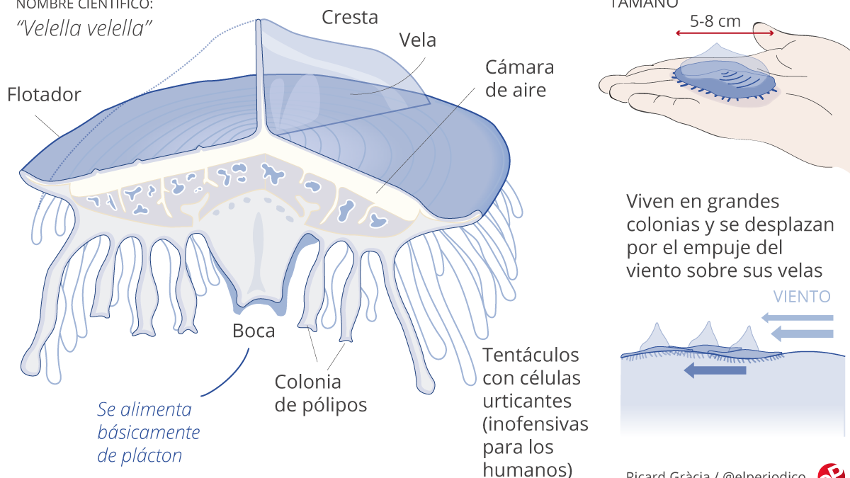 GRÁFICO | Así son las medusas velero