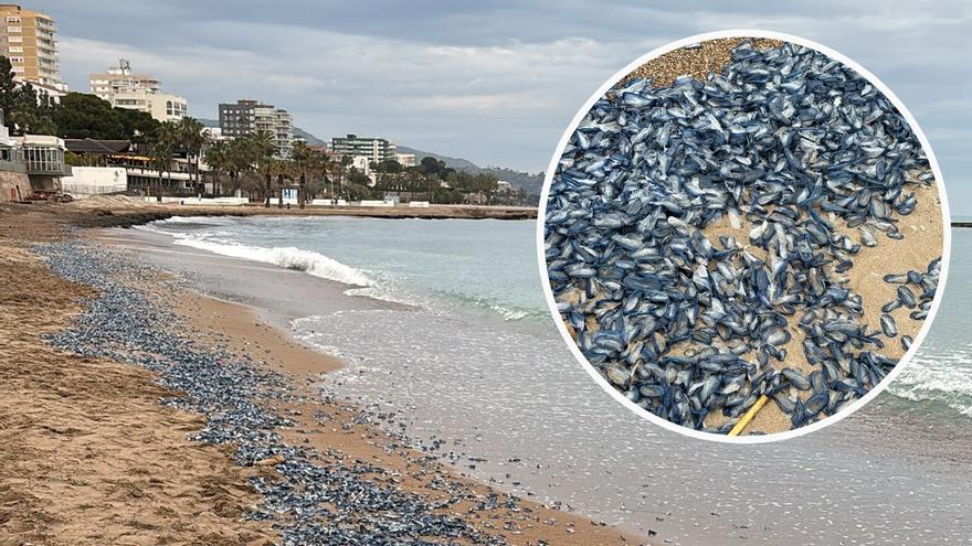 Aparecen miles de medusas en el litoral de Castellón