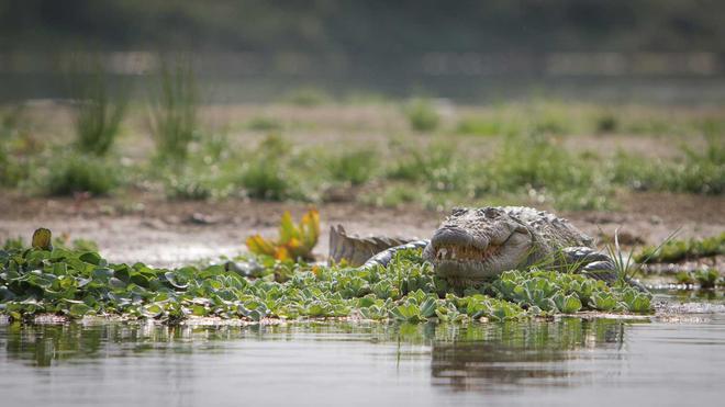 Chitwan, la selva del Himalaya