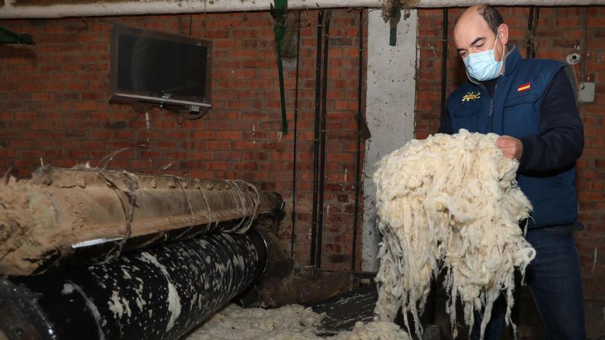 Lavadero de lanas Payo en Paredes de Nava (Palencia)
Javier Pajares de la empresa lanas Payo comprueba la lana recién lavada antes de entrar en el secadero