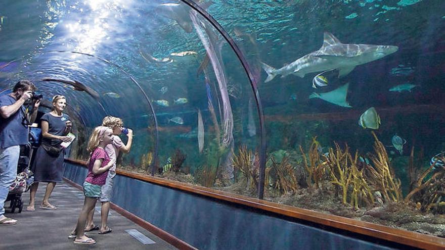 Acuario del Loro Parque de Tenerife, donde crecen las crías de tiburón gris que habitarán en el Poema del Mar.