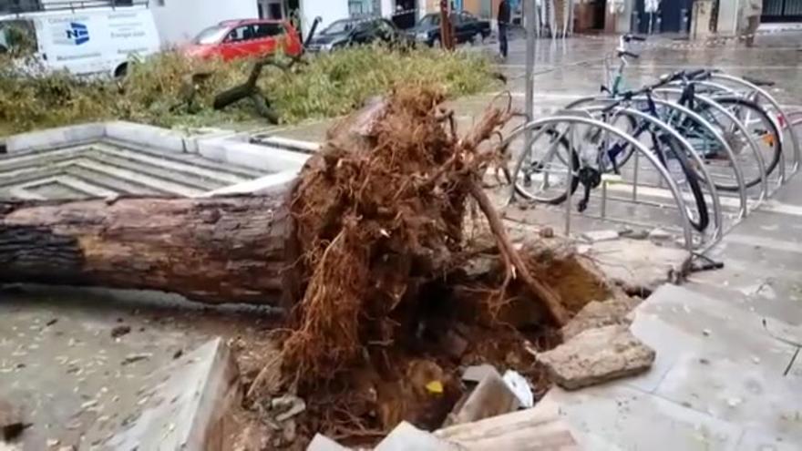 La borrasca 'Ana' arranca árboles de cuajo a su paso por Andalucía