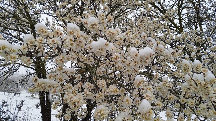 GALERÍA | Nieve sobre los almendros en Zamora