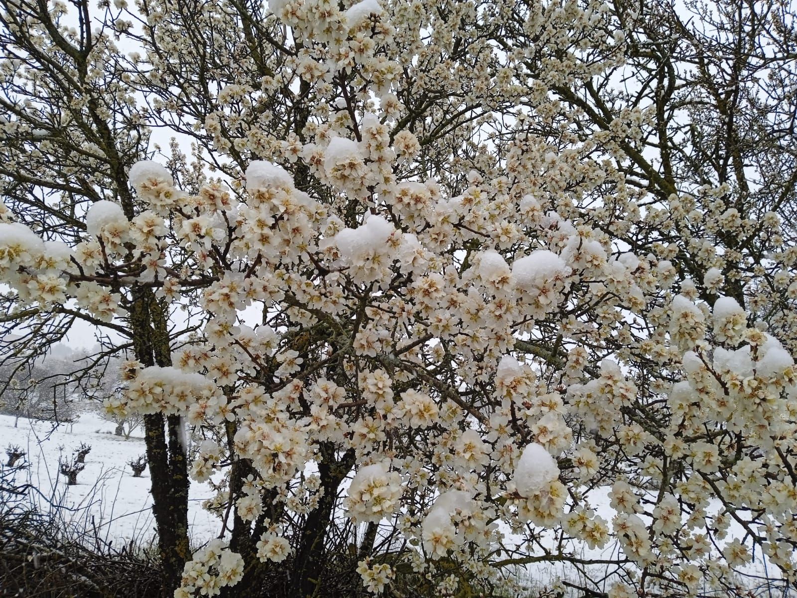 GALERÍA | Nieve sobre la flor del almendro en Zamora