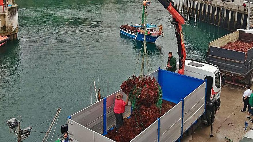 Descarga de ocle en el puerto de Llanes, ayer.