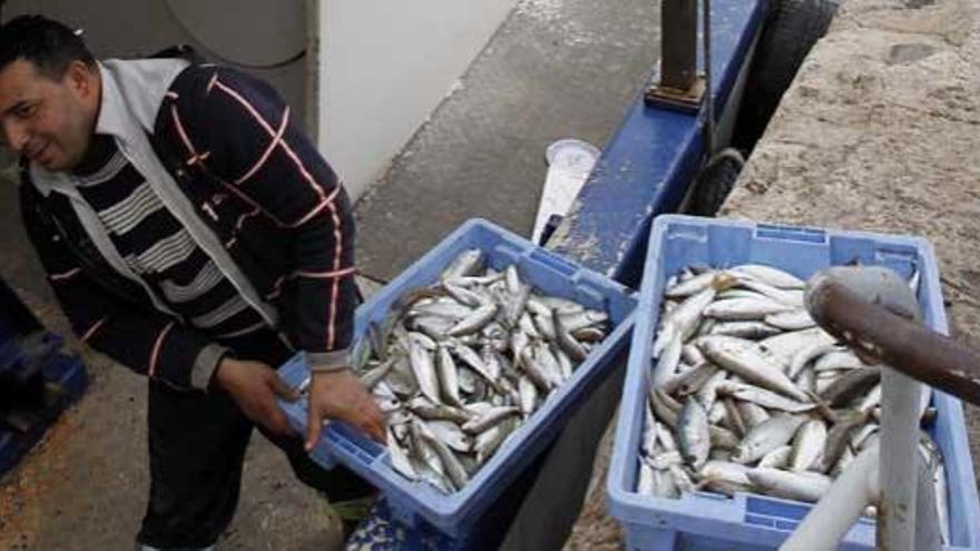 Un hombre carga la pesca del día en Valencia.