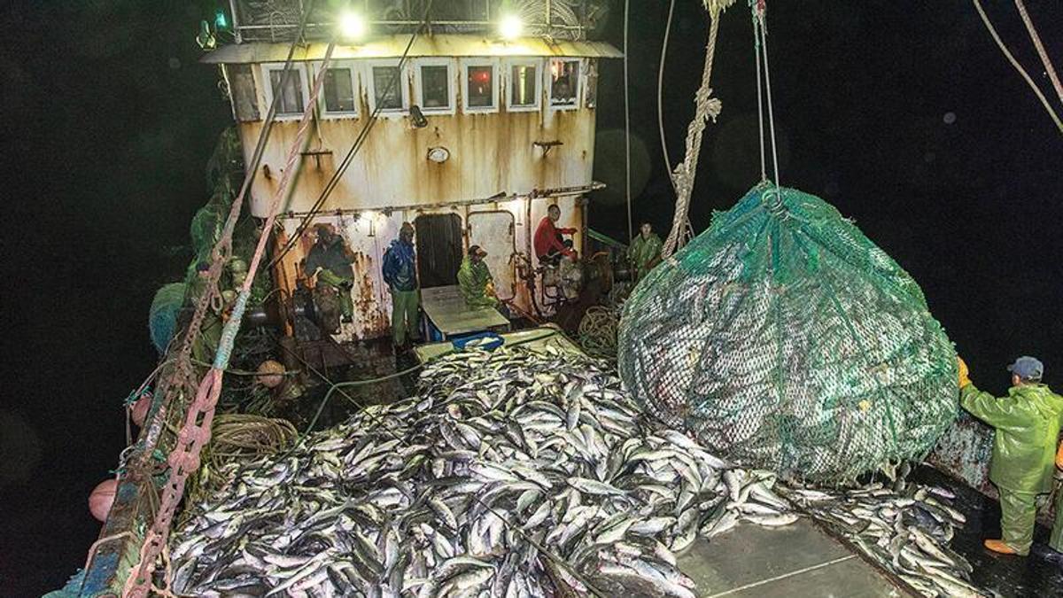 Capturas en la cubierta de un pesquero chino en aguas de Mauritania.