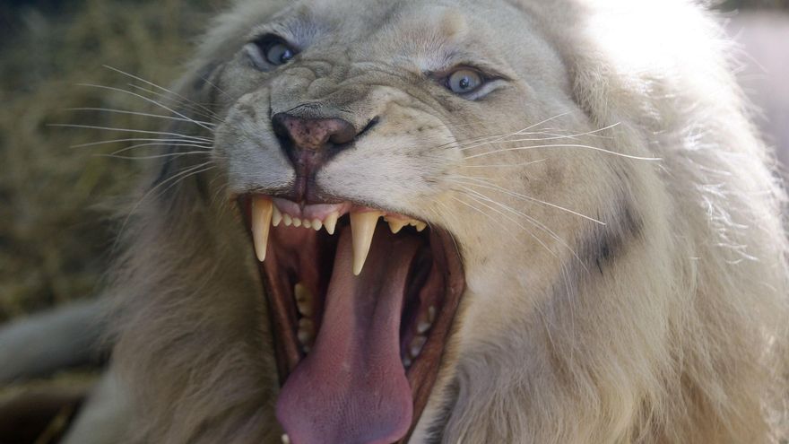 Un león mata a una adolescente en Kenia