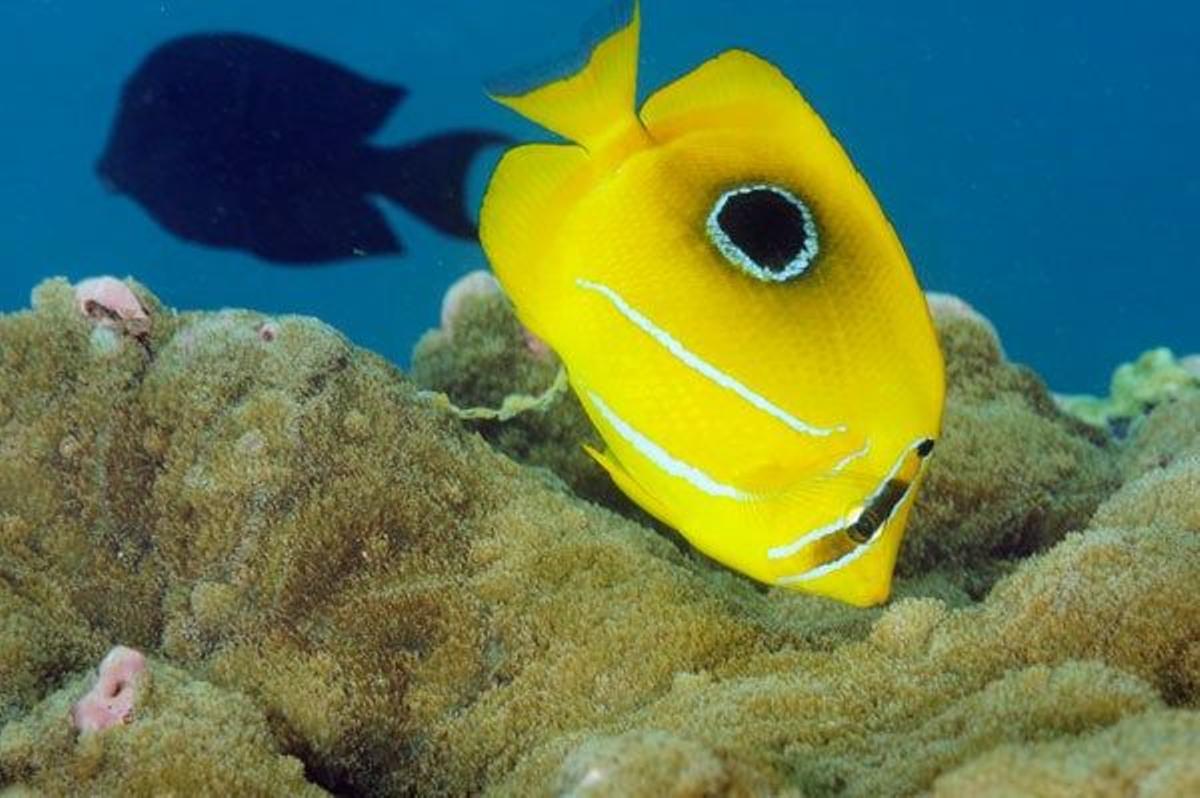 Pez de la familia de los peces mariposa sobre coral en Kiribati.