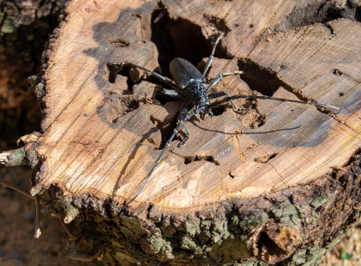El Govern refuerza las actuaciones de control del ‘banyarriquer’ de la encina de Mallorca.