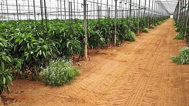 Invernadero de pimiento de la cooperativa Surinver. | L.O.