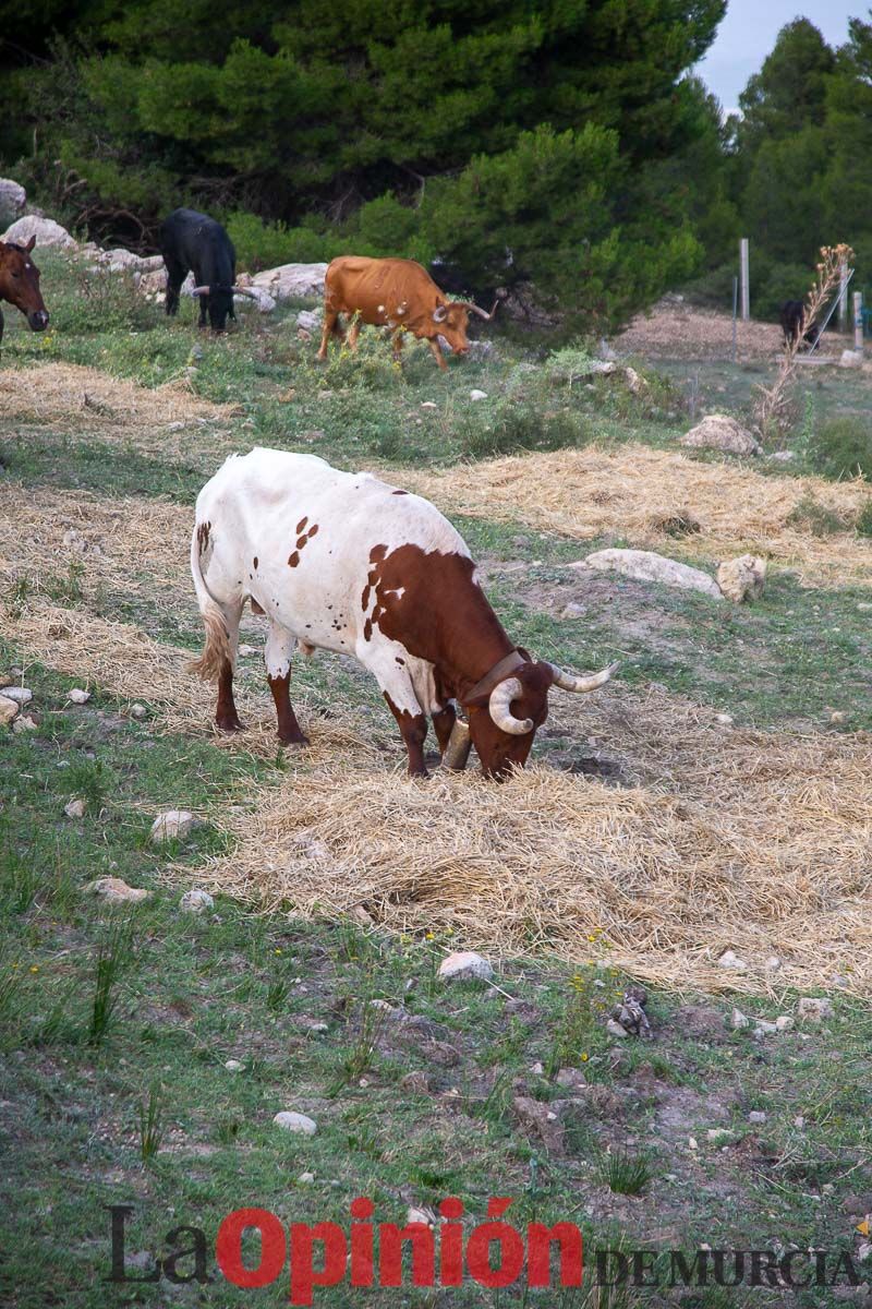 Primer encierro Fiestas de Moratalla