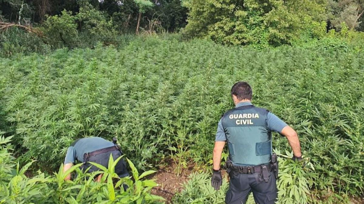 La plantació de marihuana descoberta a Jafre a la riba del Ter. | GUÀRDIA CIVIL