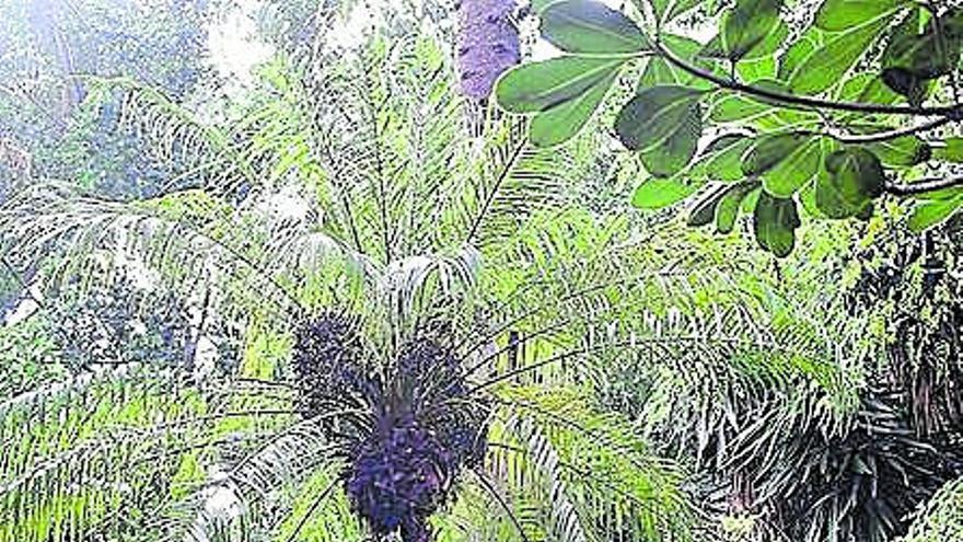 Las 12 plantas de 2020 del Jardín Botánico de La Concepción de Málaga