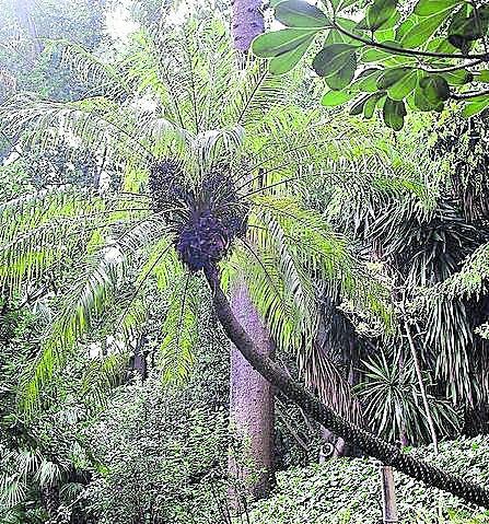 DICIEMBRE. Originaria de Laos, Vietnam y el suroeste de China, la palmera pigmea (Phoenix roebelenii) debe su ‘apellido’ científico a Carl Roebelen, que la descubrió para Occidente. Especie elegante y de hojas arqueadas, no supera los 4 o 5 metros de altura y sus flores son grandes inflorescencias amarillas. En la colección de palmeras y en el jardín histórico podemos encontrarla.