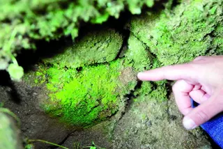Un musgo extraordinario ilumina las entrañas de Beade