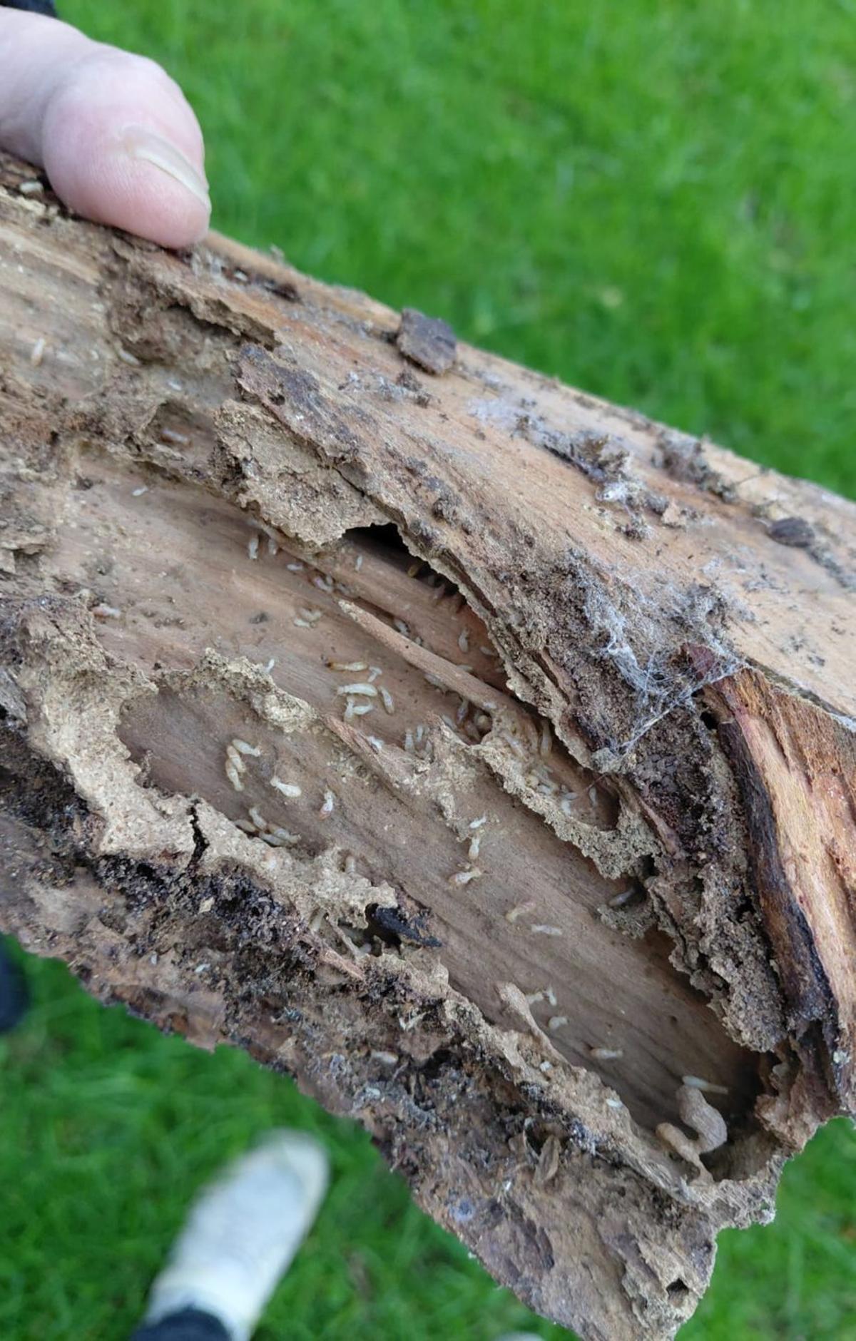 Termitas encontradas en la viga de una vivienda. | V-B-