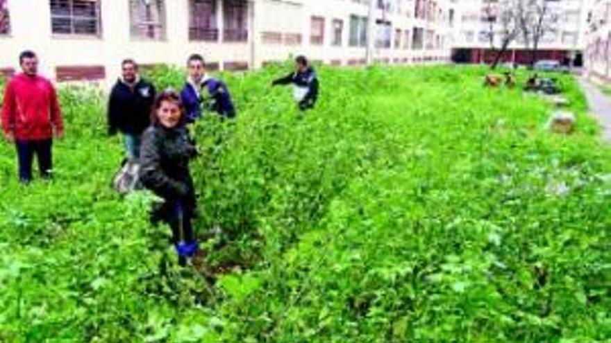 Suerte de Saavedra exige que limpien sus calles de maleza[antetit.110]HAY BALSAS DE AGUA JUNTO A SUS CASAS