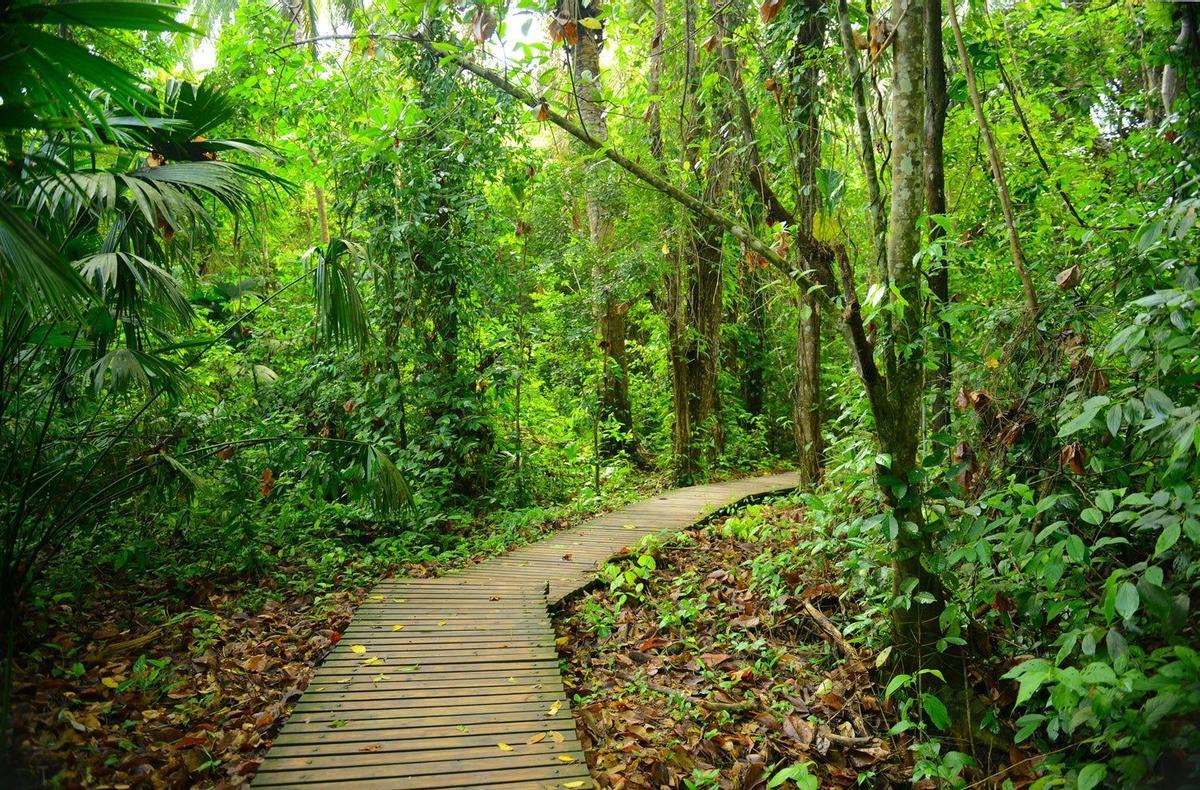 Camino en medio de la selva
