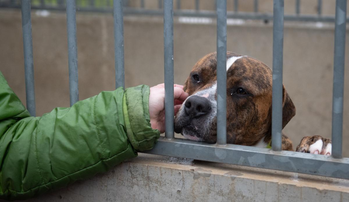 El 90% de los perros abandonados en la Comunidad en 2025 fueron adoptados.