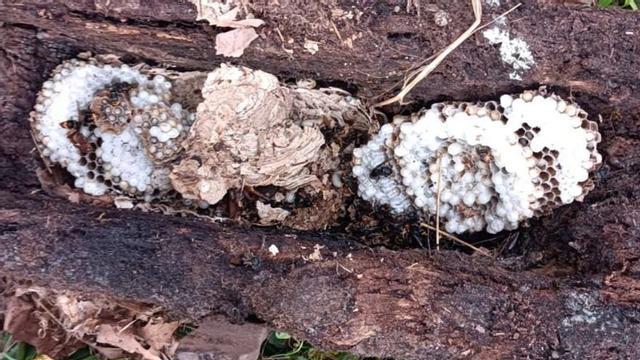 Nido de velutina aparecido en Muimenta.  | // EMERXENCIAS LALÍN