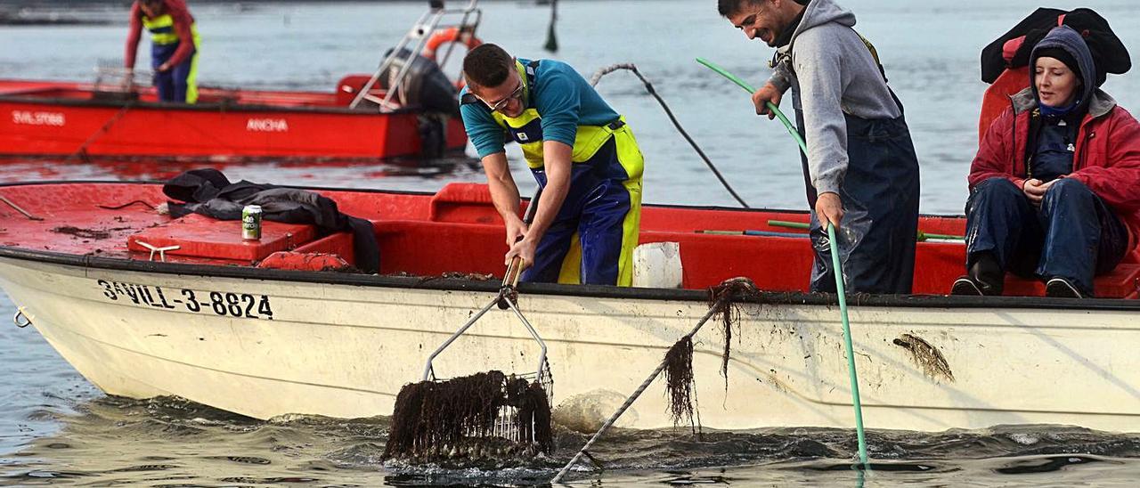 La campaña de libre marisqueo pinta negra para el sector. |   // NOÉ PARGA