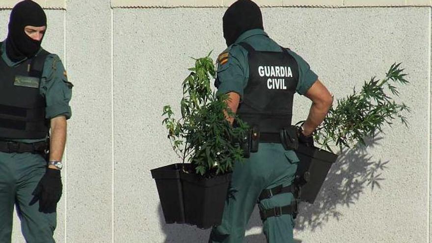 Un agente se lleva dos plantas de marihuana encontrada en una de las viviendas registradas