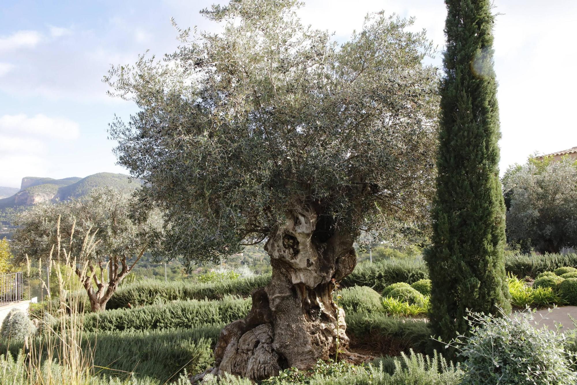 Ein Garten auf Mallorca ganz in Öko