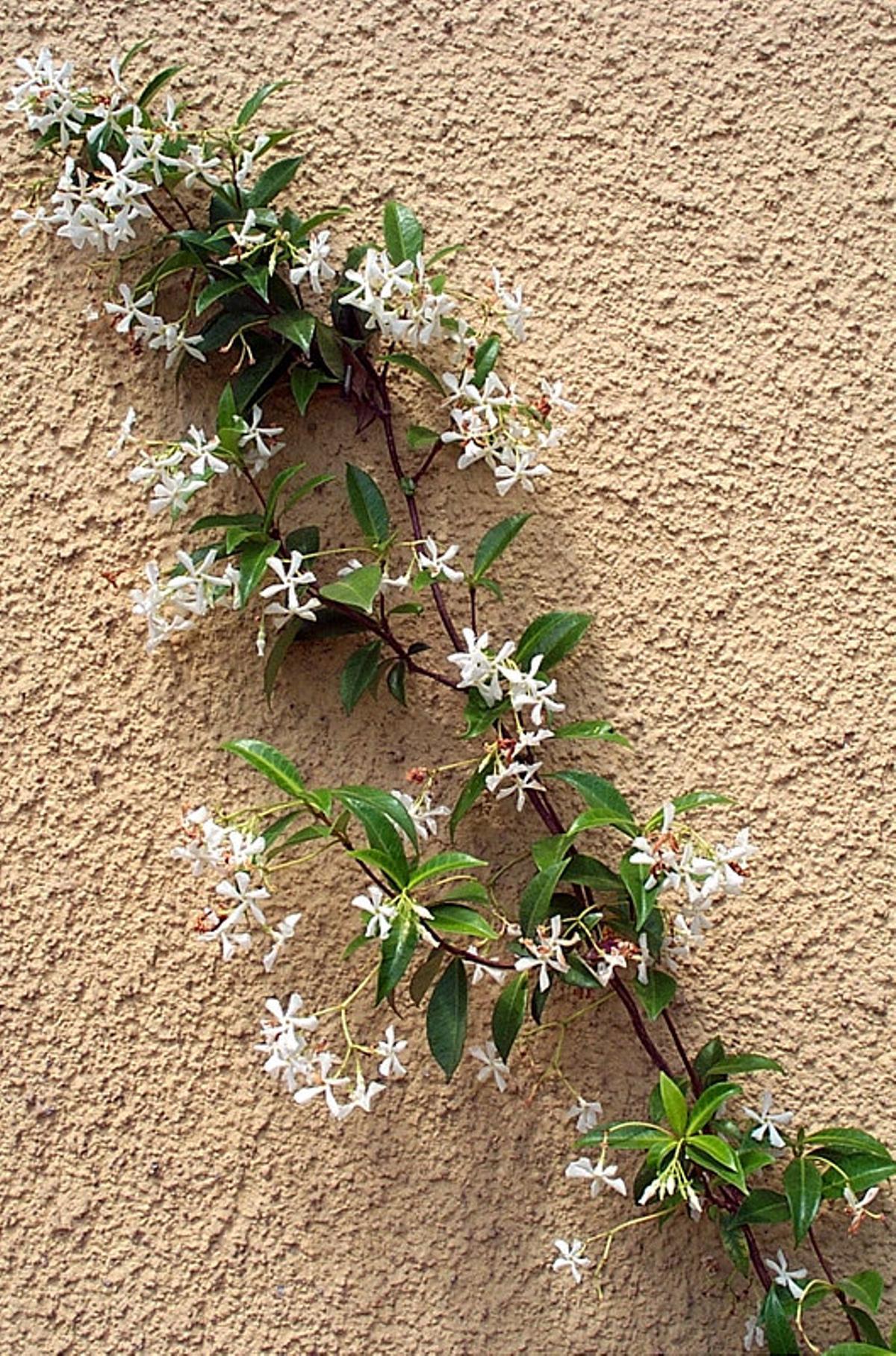 El jazmín es una planta aromática trepadora muy resistente.