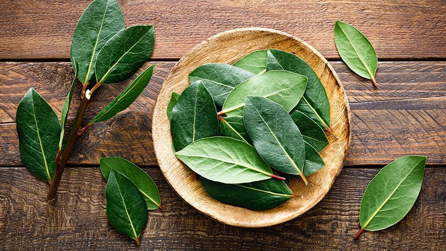 Poner una hojas de laurel en el baño: la solución que cada vez hace más gente (y con razón)