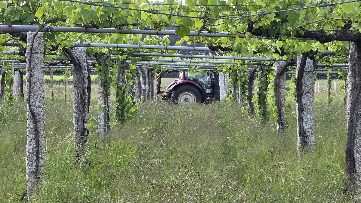 El exceso de vegetación acompañante del viñedo es una de las preocupaciones de los viticultores.