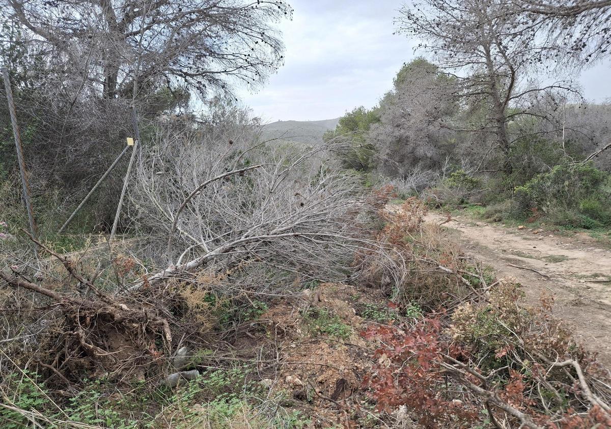 Pinos secos en un camino de la Granadella de Xàbia