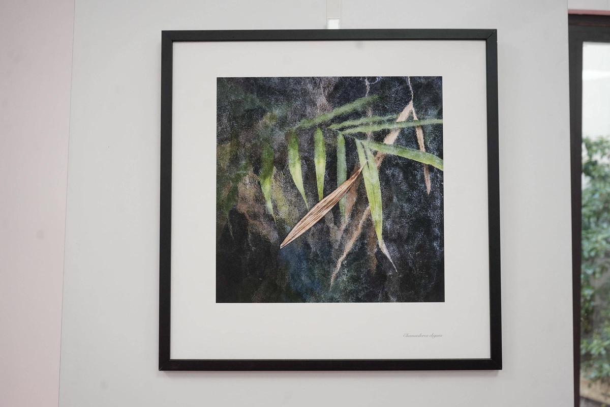 Exemplar de chamaedorea elegans, una palmera de saló, fotografiat per Maria Gregori