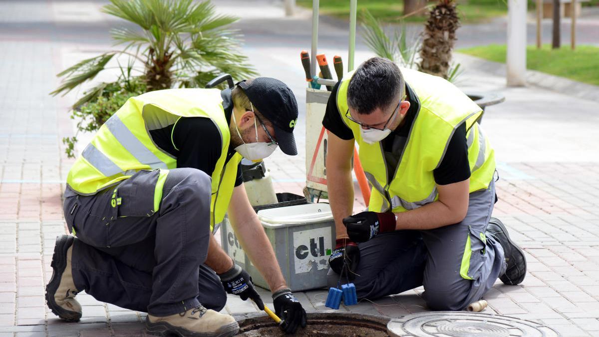 Tratamiento preventivos contra las plagas en Paiporta