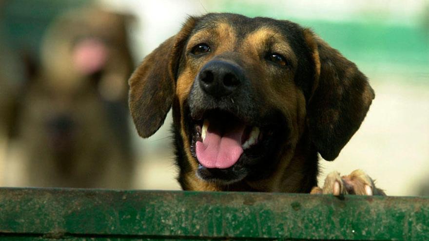 Perro abandonado recogida en una perrera.