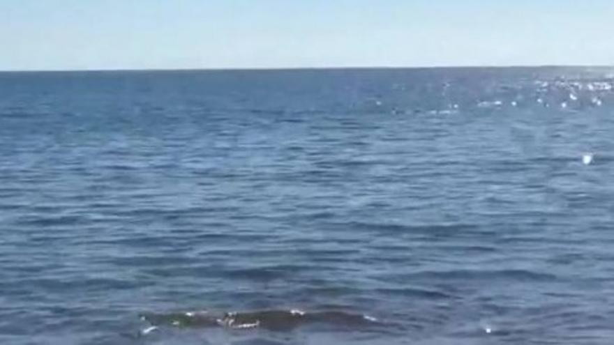 Posible avistamiento de un tiburón en la playa de El Cochino