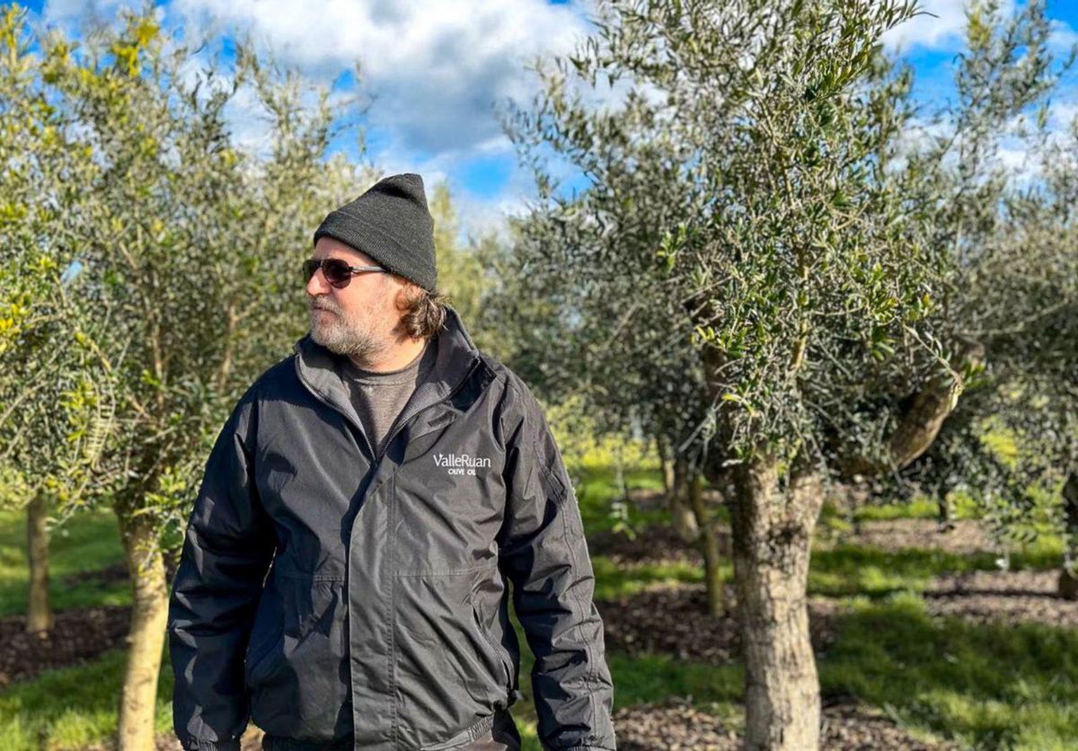 Les oliveres arrelen al sud d’Anglaterra Les oliveres arrelen al sud d’Anglaterra