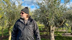 Les oliveres arrelen al sud d’Anglaterra