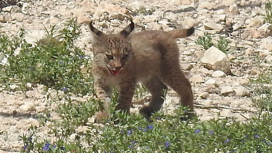 Nacen los primeros cachorros de lince ibérico en libertad en la Región de Murcia
