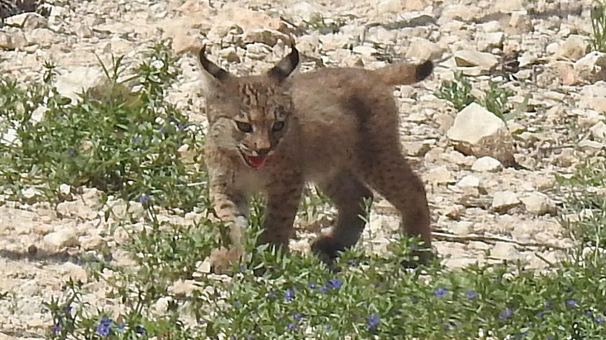 Cachorro de lince ibérico nacido en la Región de Murcia