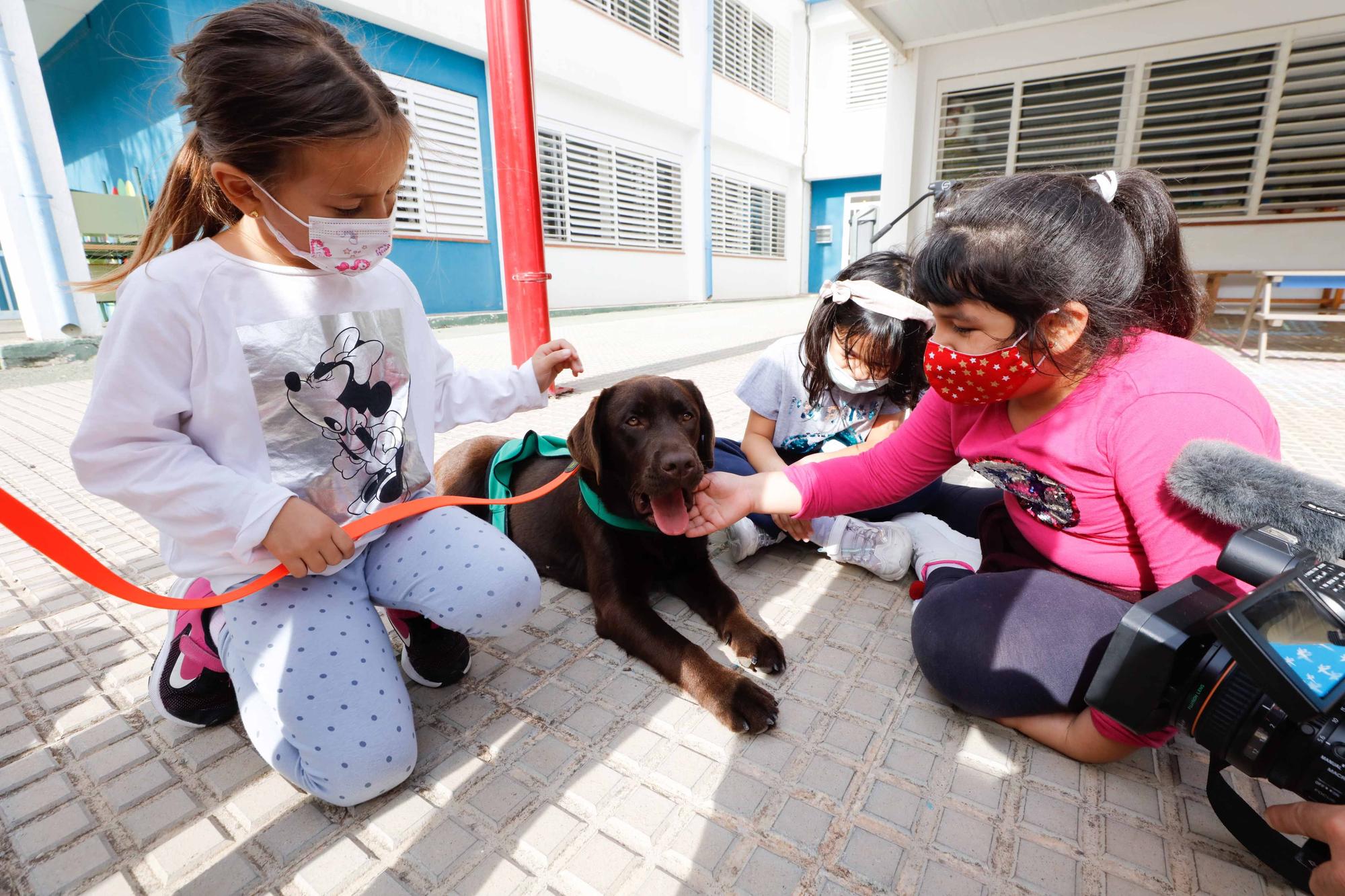 Nica, una nueva terapeuta de cuatro patas para los colegios de Ibiza y Formentera