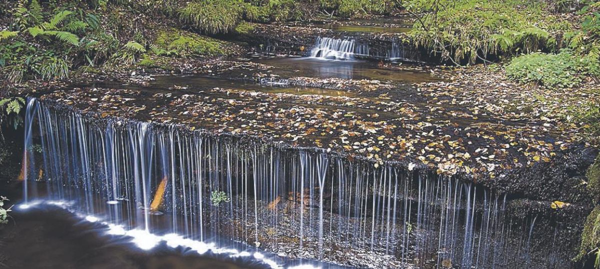 Fagedes i rouredes, en busca del bosc encantat