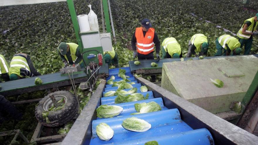 La recogida de la lechuga se suele hacer por la noche para obtenerla en las mejores condiciones.